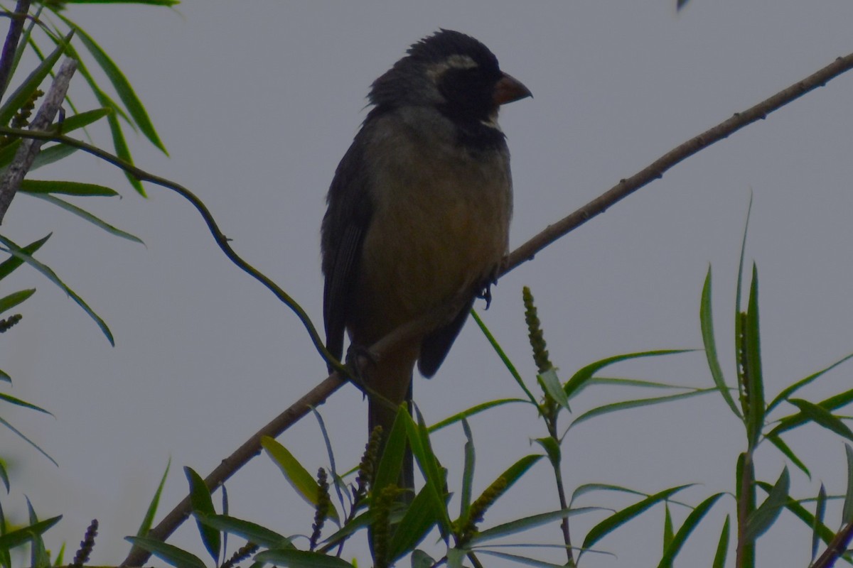 Golden-billed Saltator - ML646091977