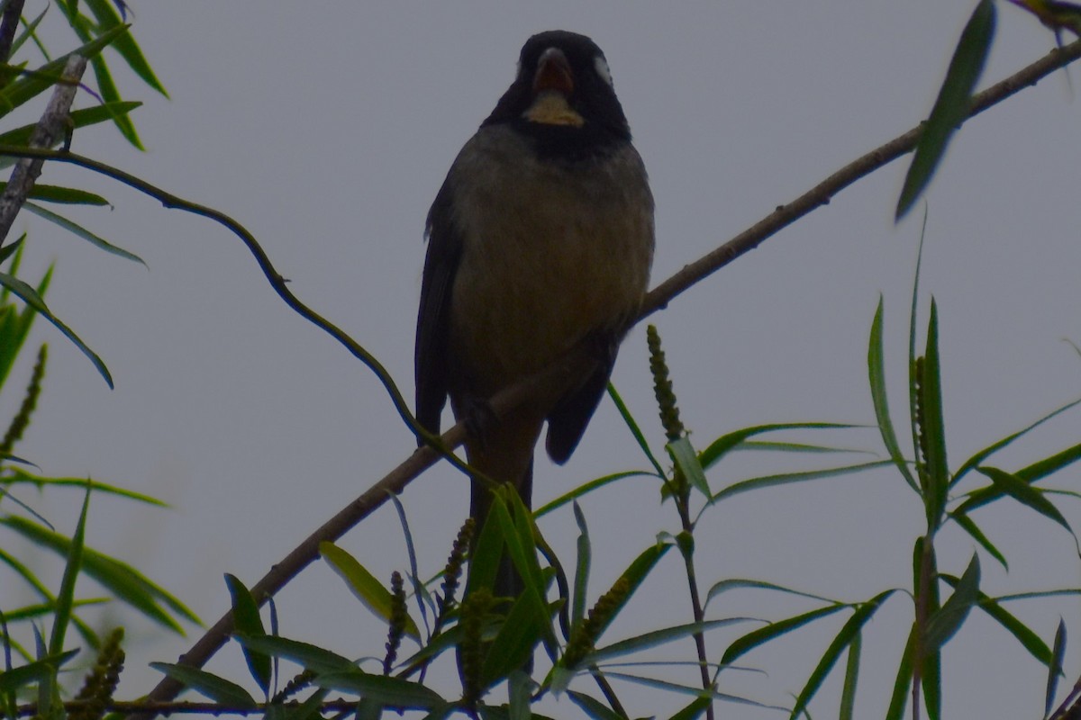 Golden-billed Saltator - ML646091978