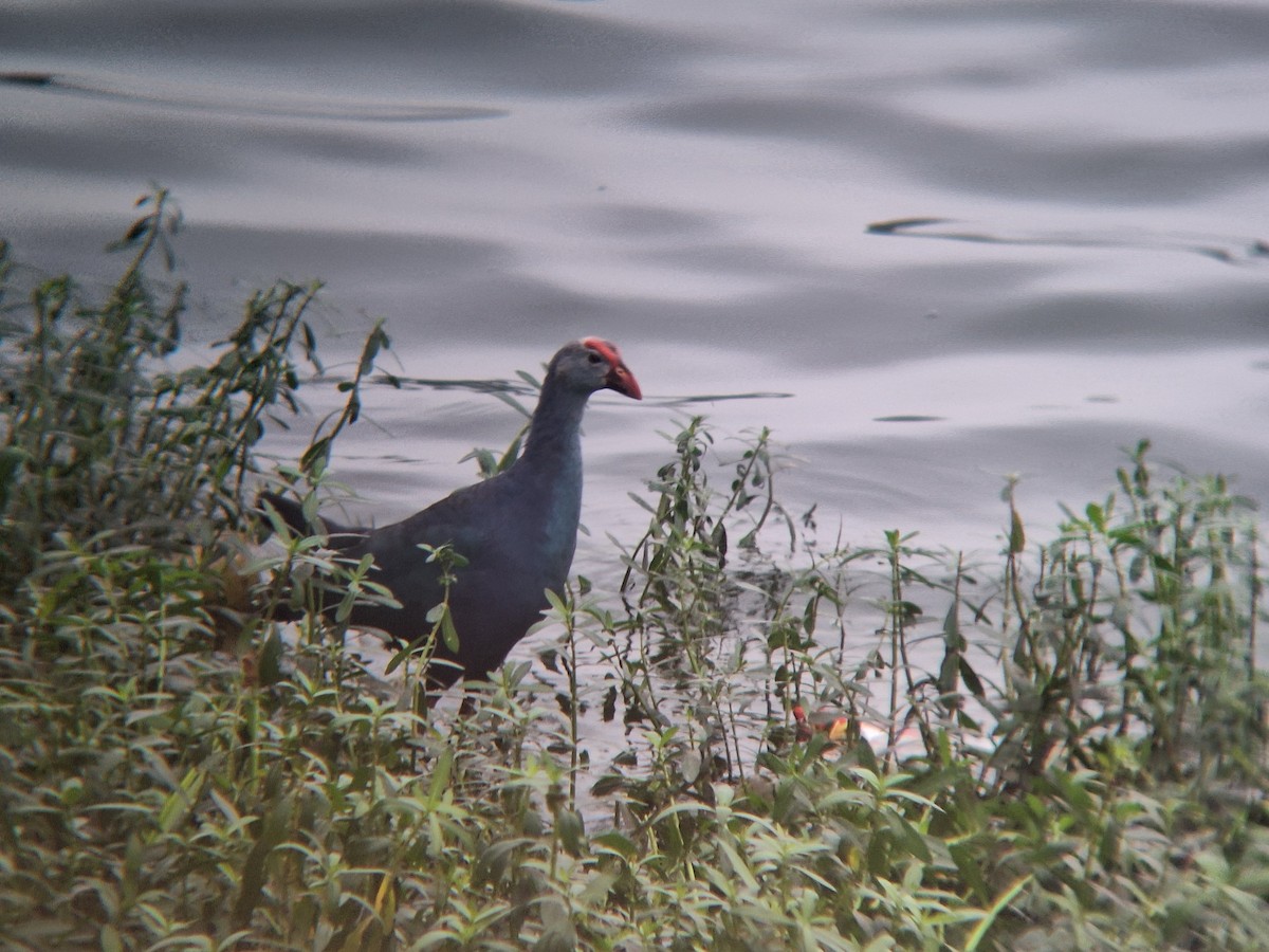 Gray-headed Swamphen - ML646091979