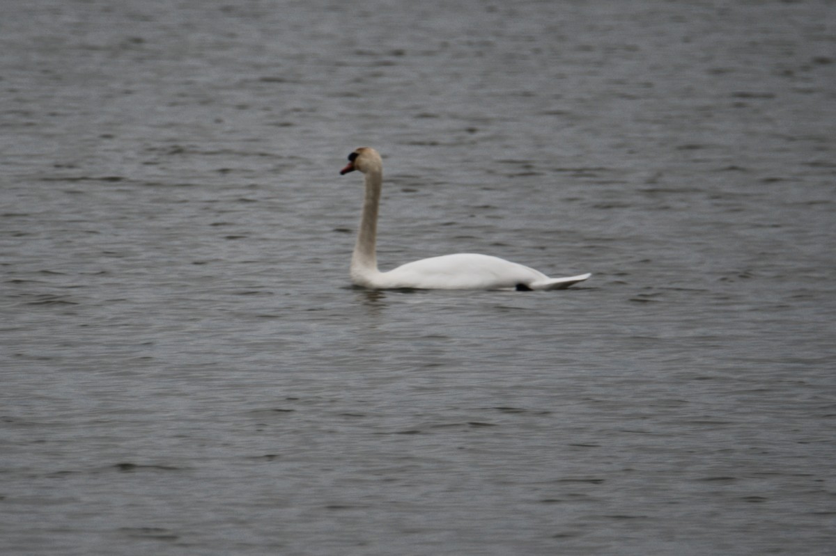 Mute Swan - ML646091980