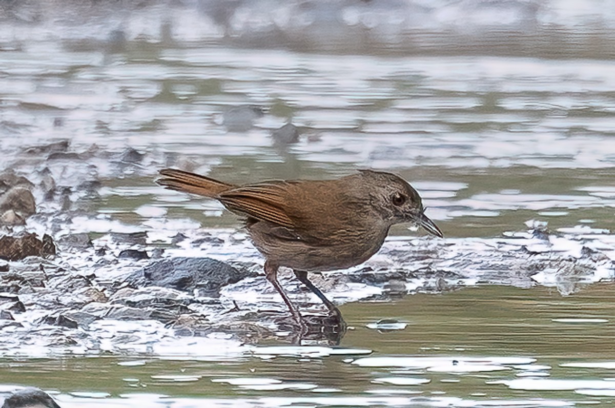 Sulawesi Babbler - ML646091981