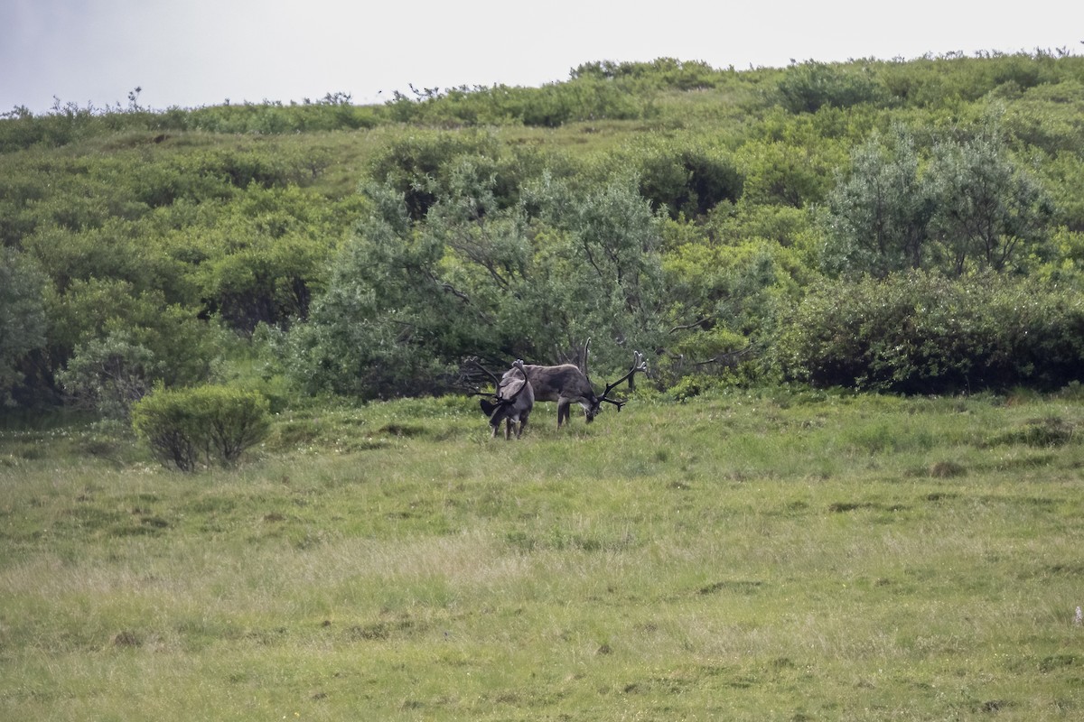 Caribou - ML646091982