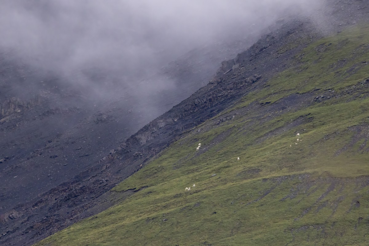 Dall's Sheep - ML646091983
