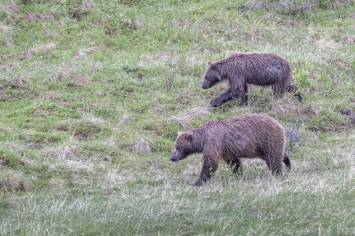 Grizzly Bear - ML646091984