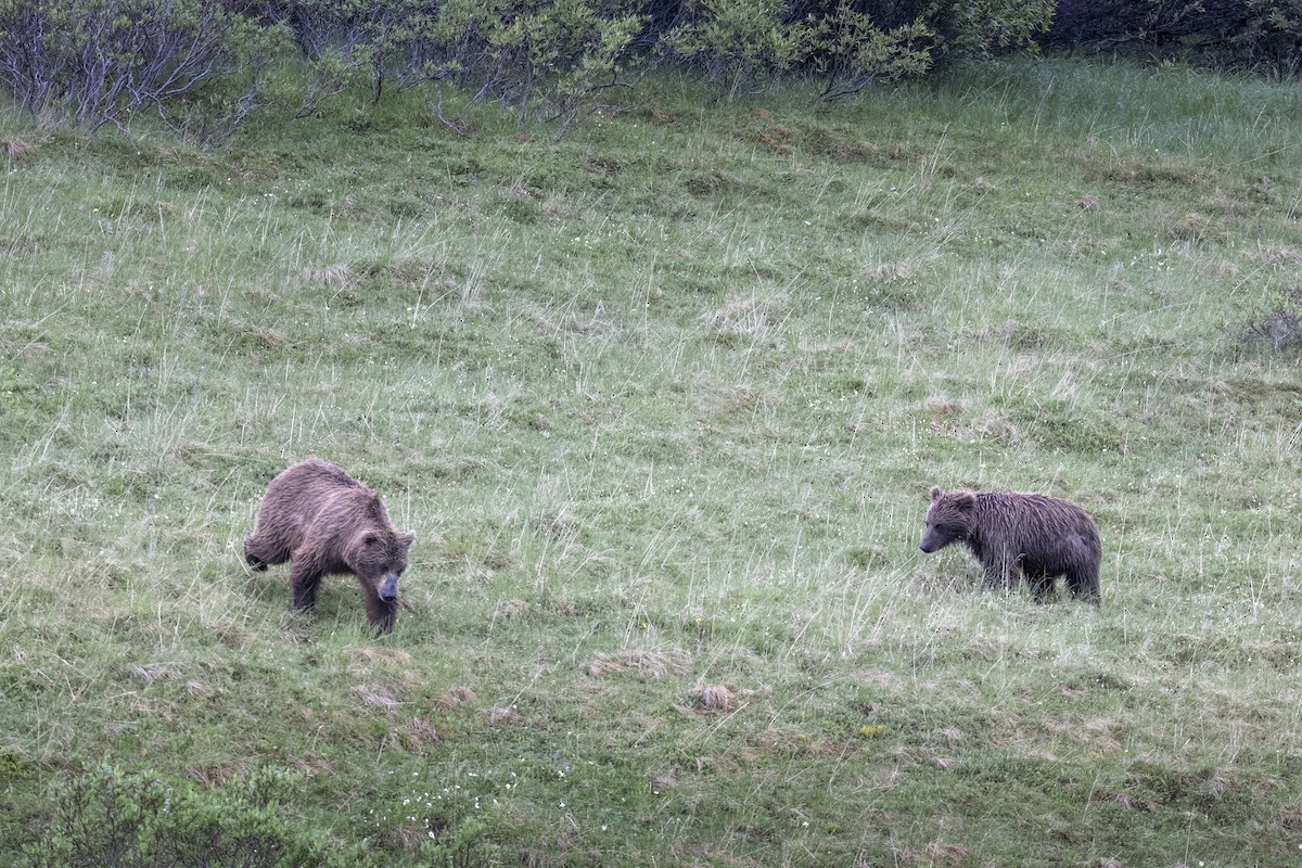 Grizzly Bear - ML646091985