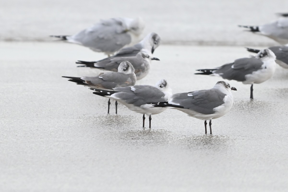 Laughing Gull - ML646091986
