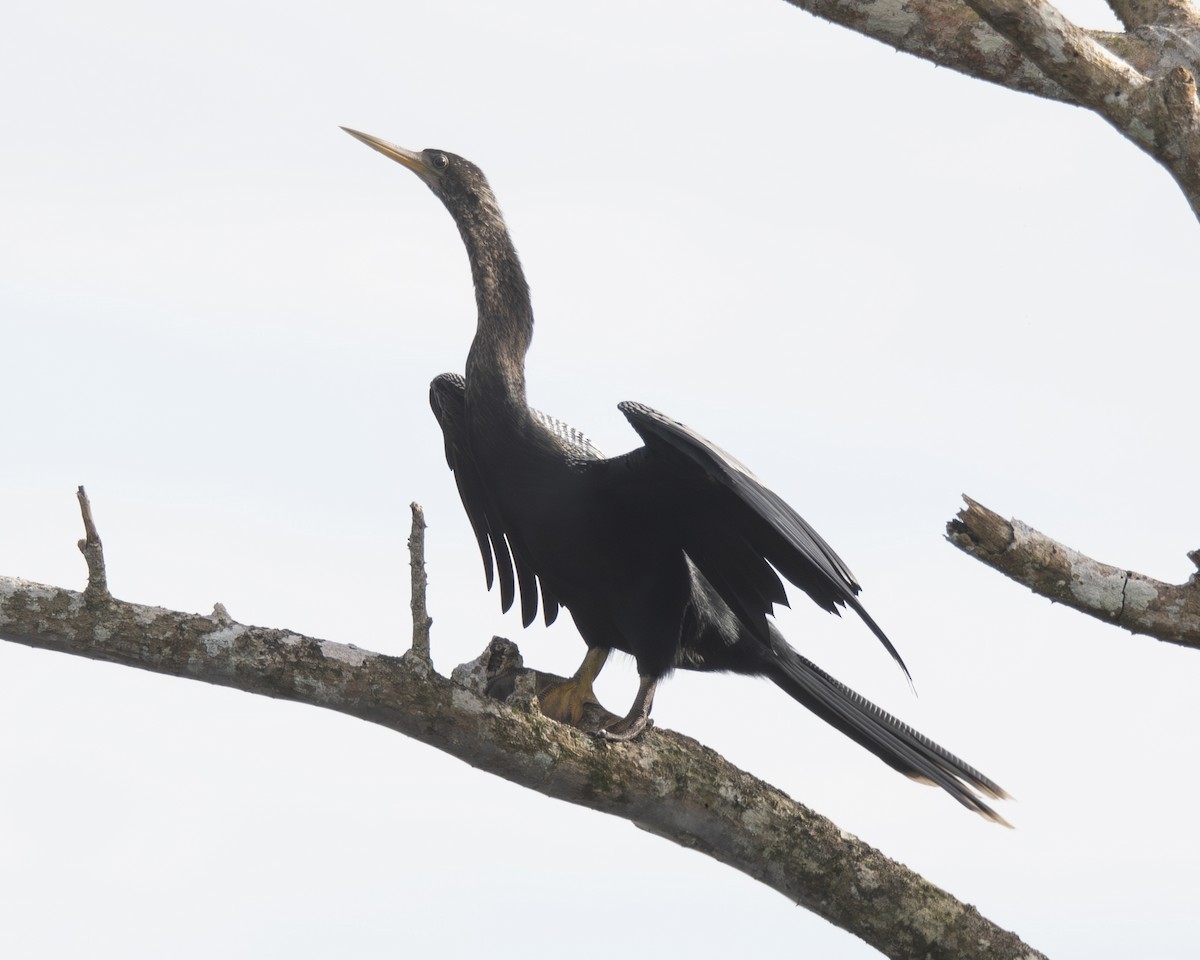 Anhinga - ML646091987