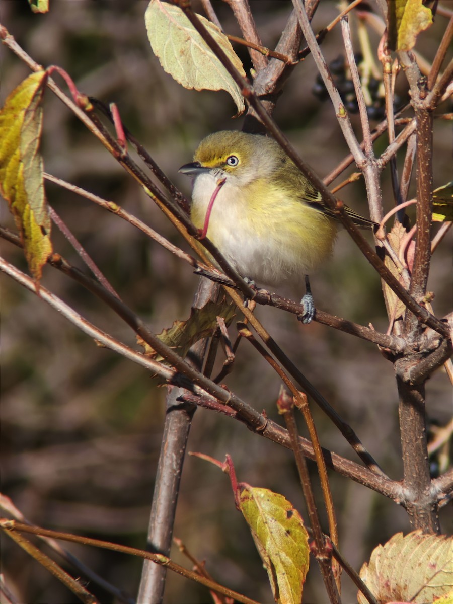 White-eyed Vireo - ML646091990
