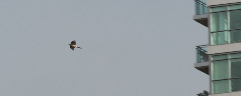 Cooper's Hawk - ML646091993