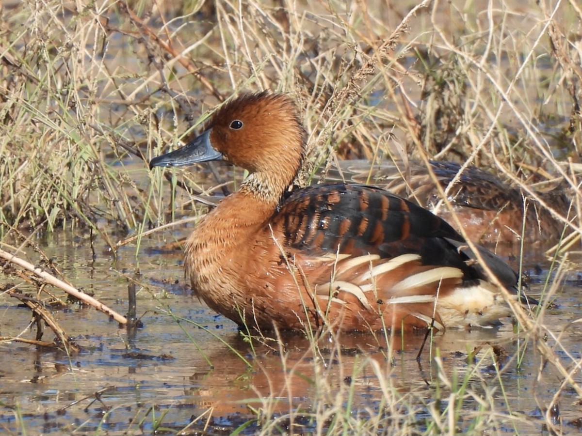 Fulvous Whistling-Duck - ML646091994