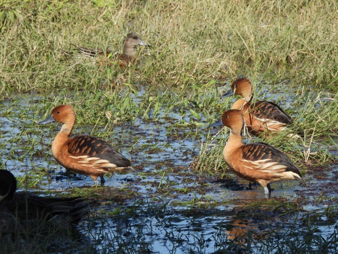 Fulvous Whistling-Duck - ML646091995
