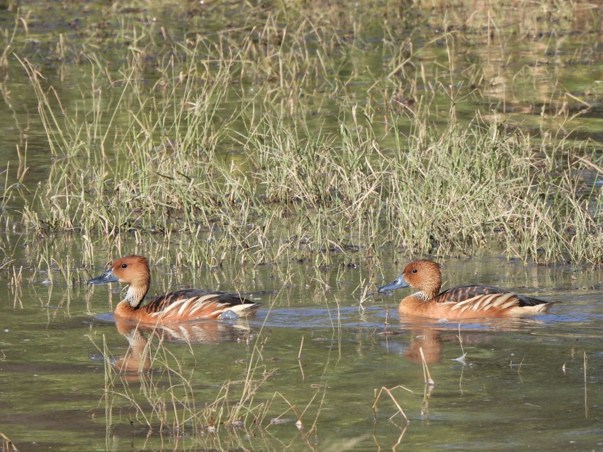 Fulvous Whistling-Duck - ML646091996