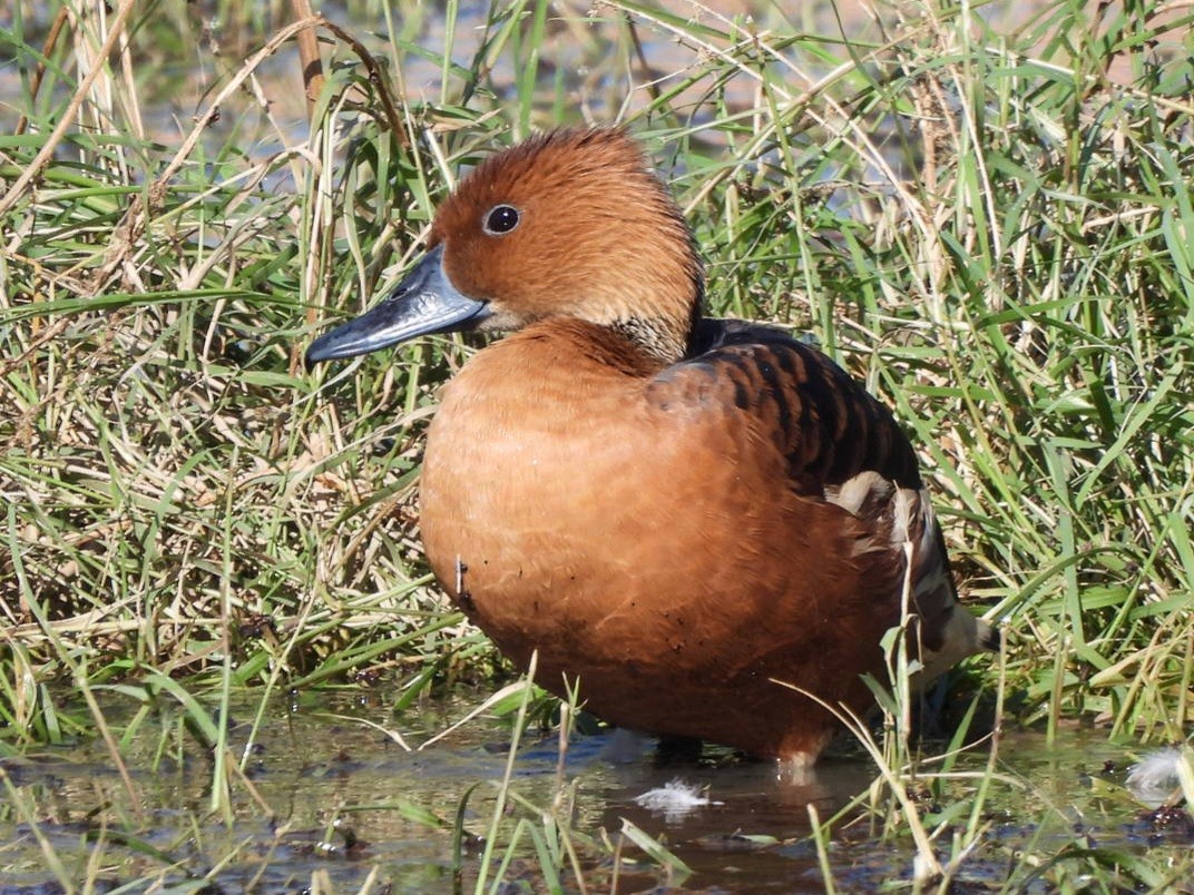 Fulvous Whistling-Duck - ML646091997