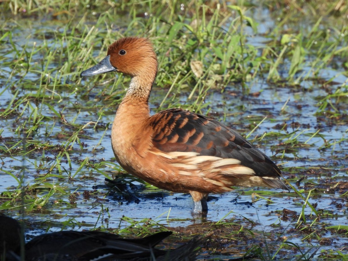 Fulvous Whistling-Duck - ML646091998
