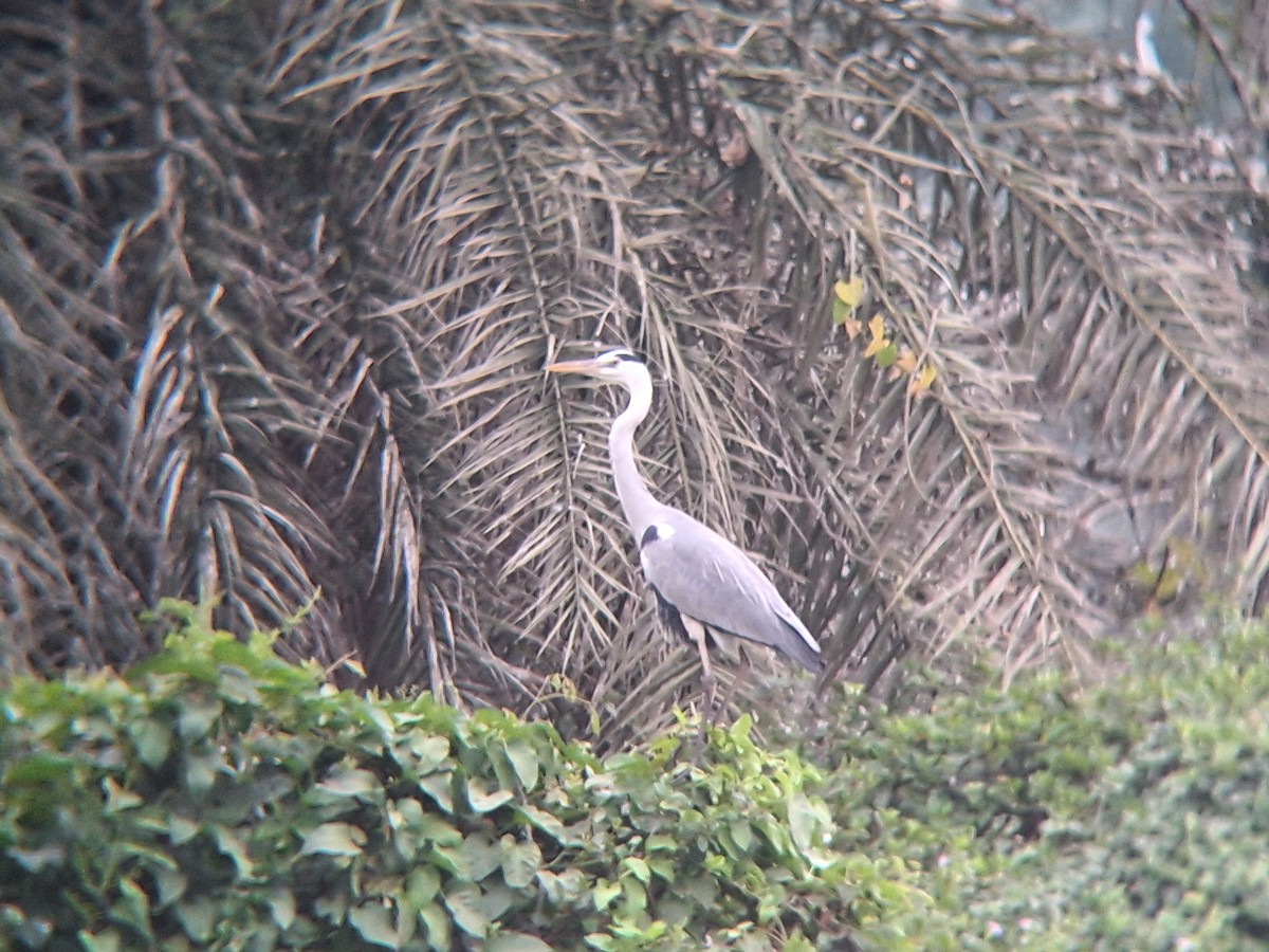 Gray Heron - ML646091999