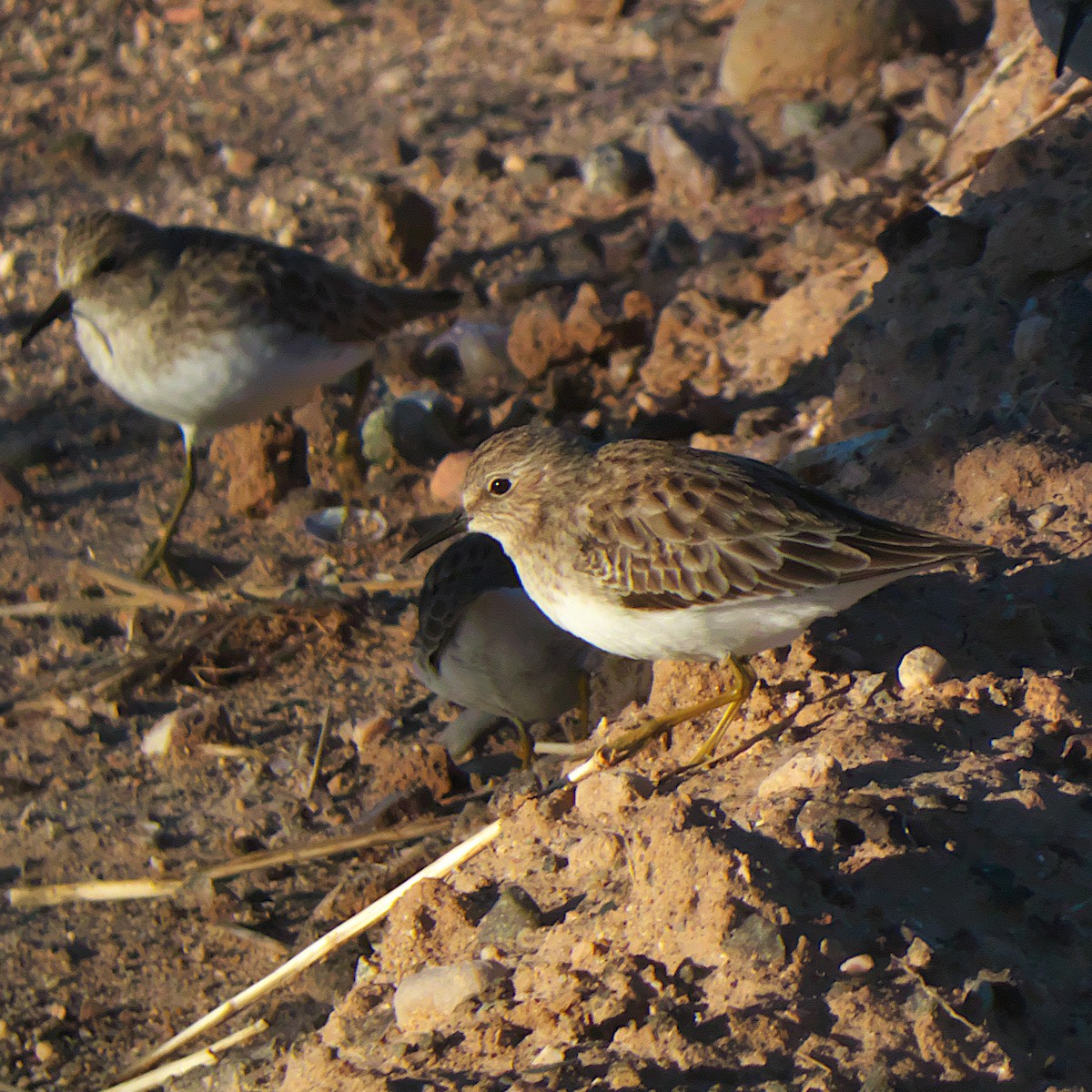 Least Sandpiper - ML646092000