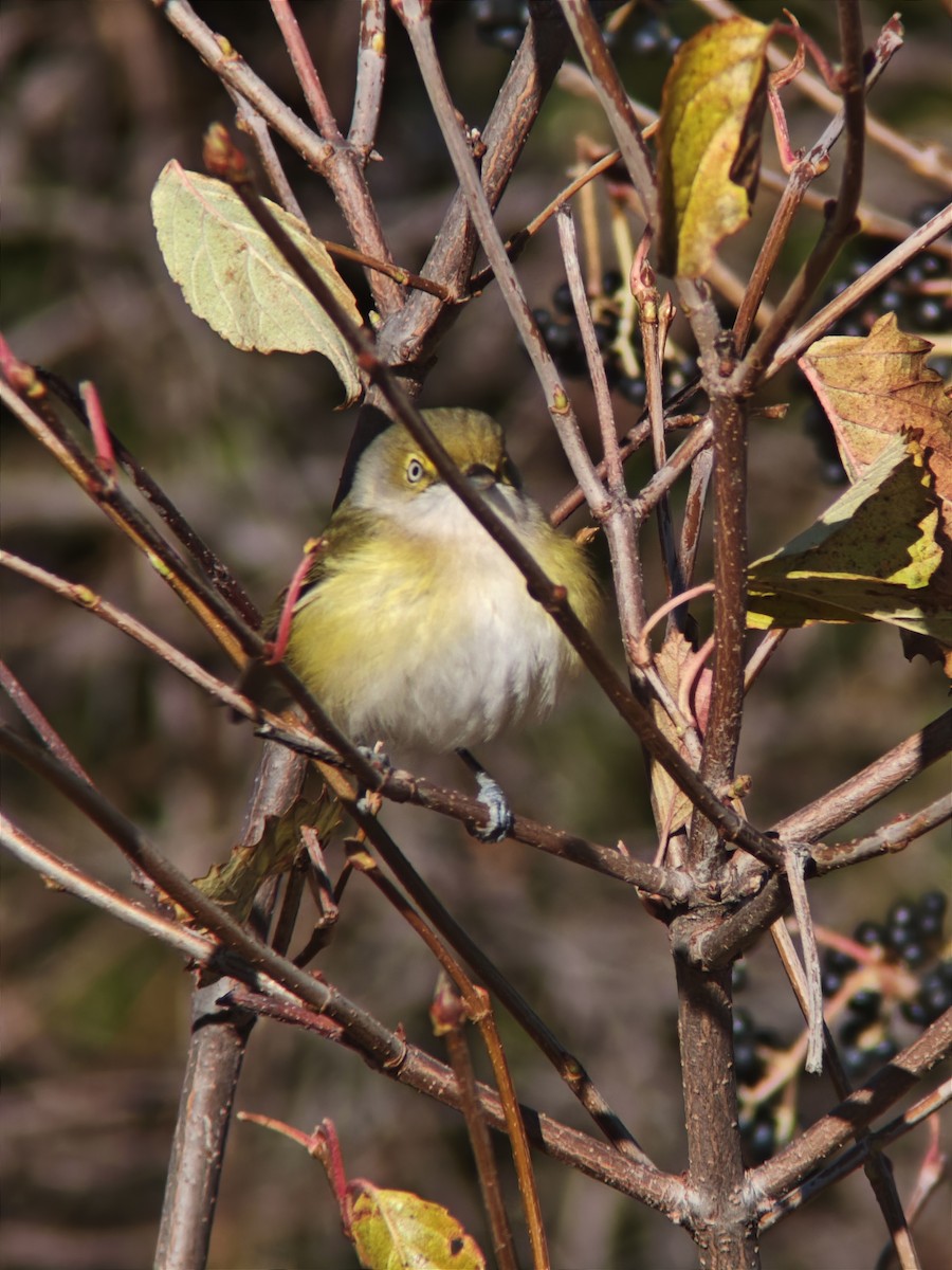 White-eyed Vireo - ML646092001