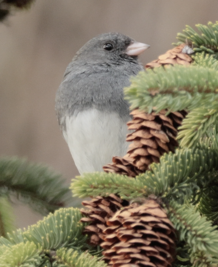 Dark-eyed Junco (Slate-colored) - ML646092002
