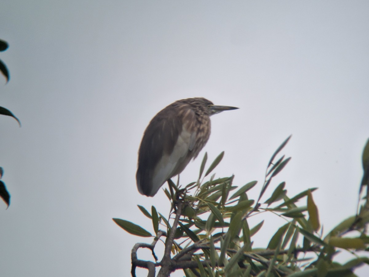Indian Pond-Heron - ML646092003
