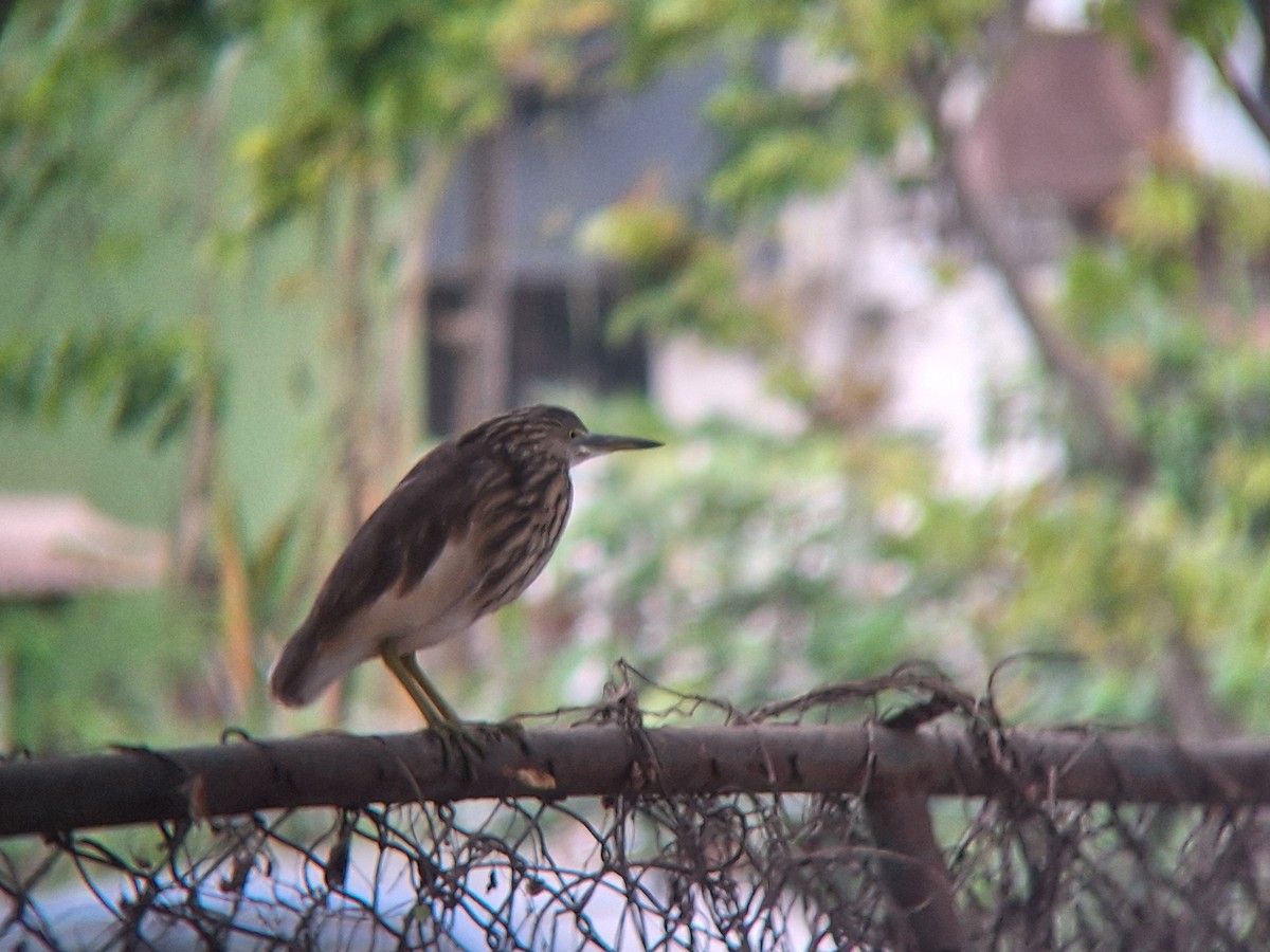 Indian Pond-Heron - ML646092004