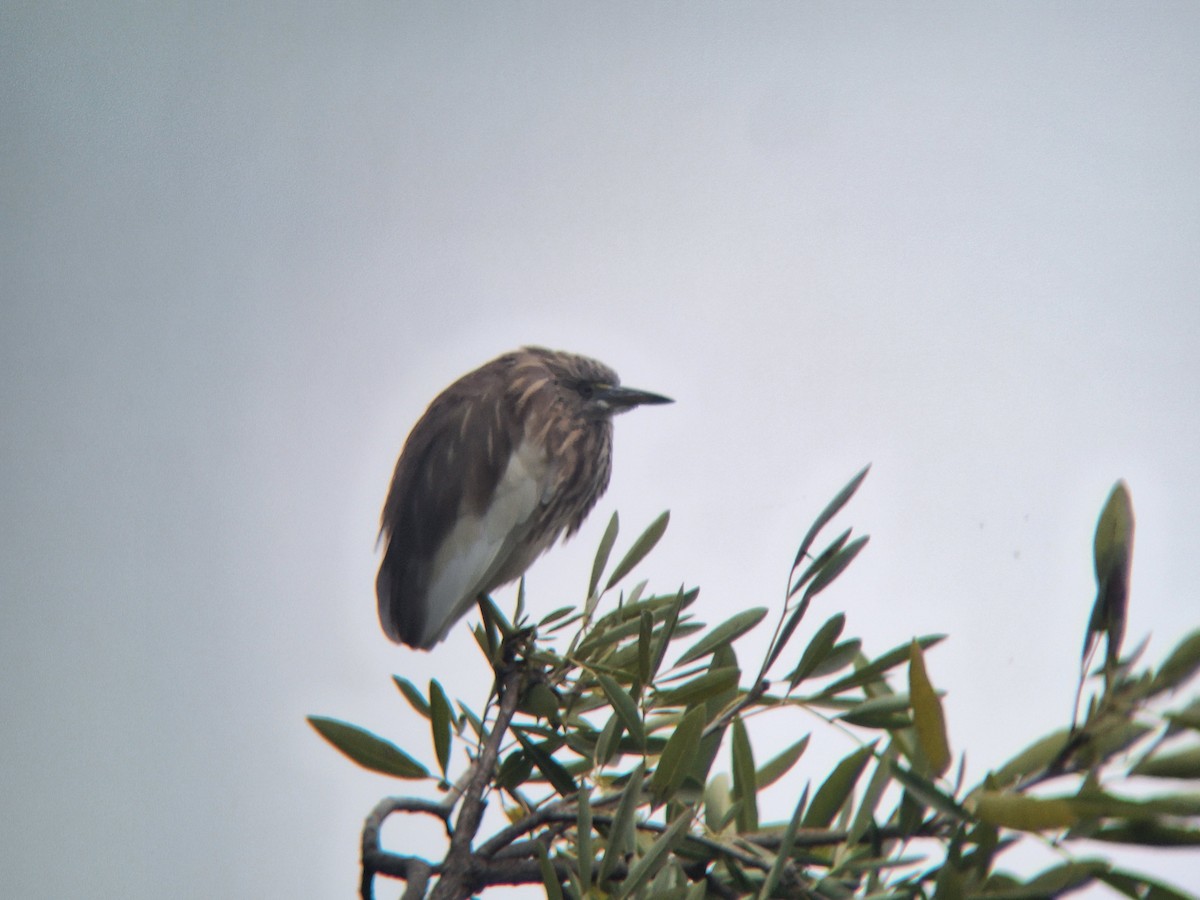 Indian Pond-Heron - ML646092005
