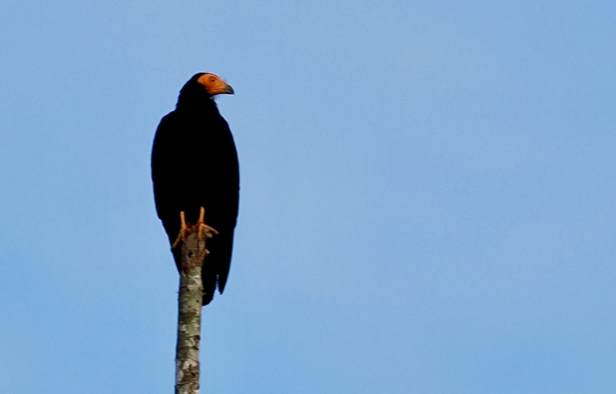 Black Caracara - ML646092006