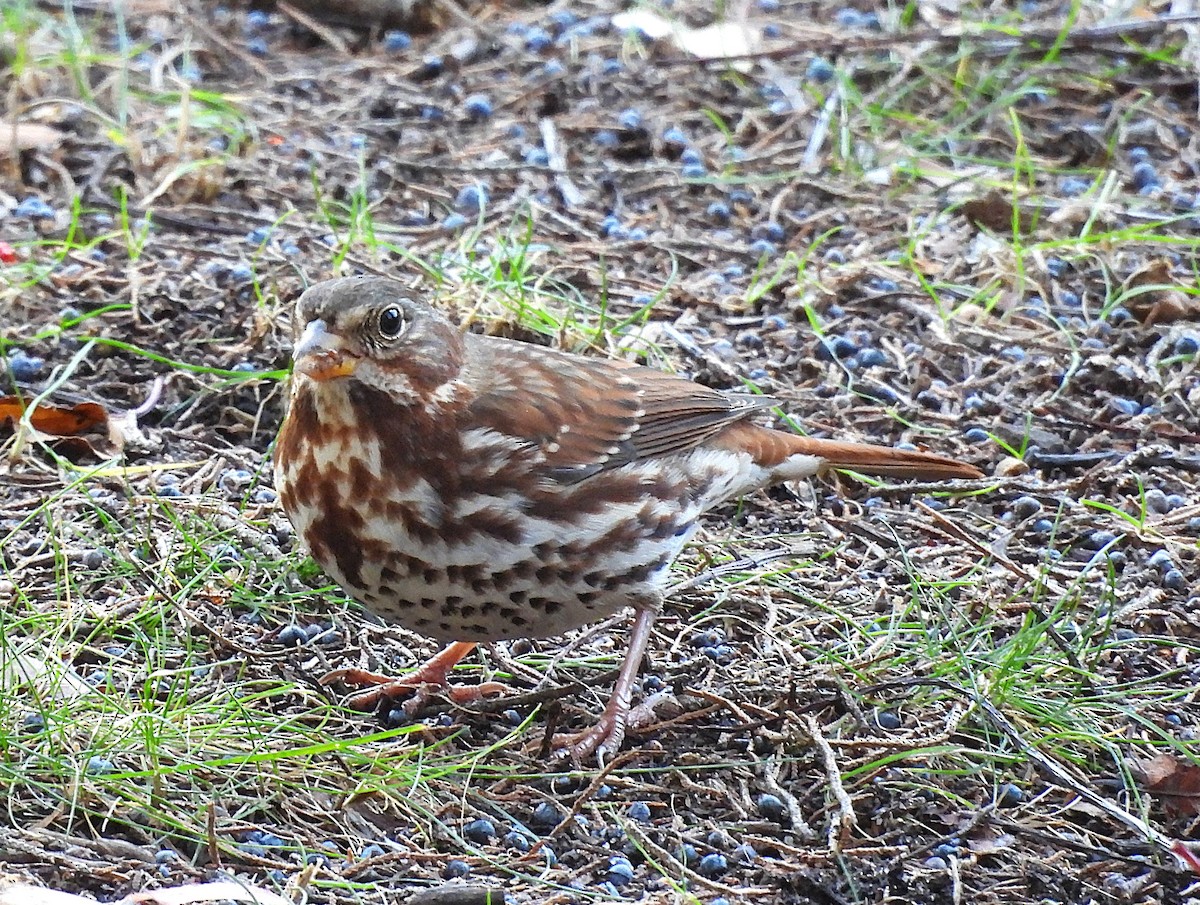 Fox Sparrow - ML646092007