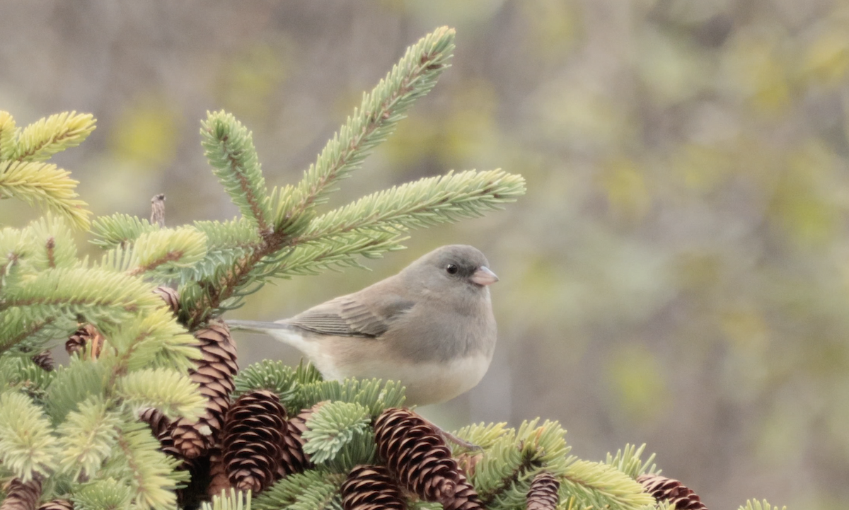 Dark-eyed Junco (Slate-colored) - ML646092008