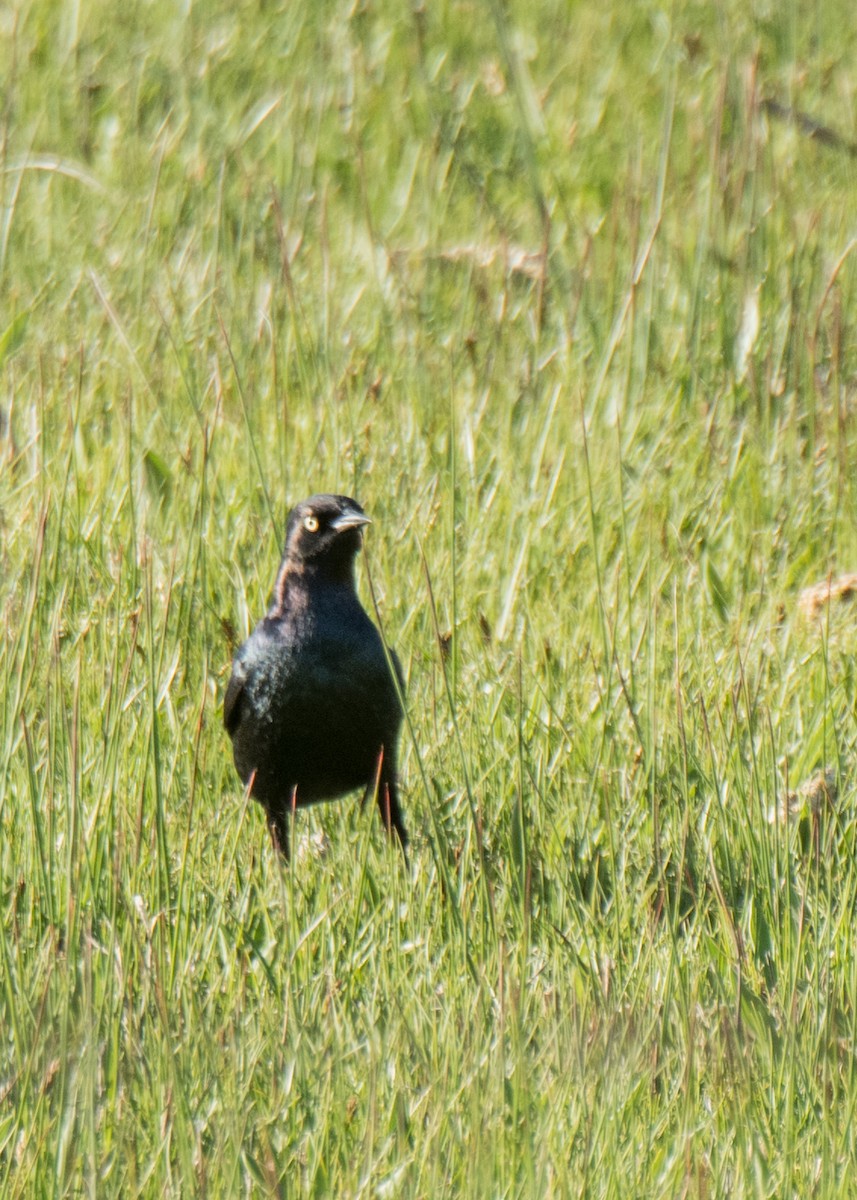 Brewer's Blackbird - ML646092010
