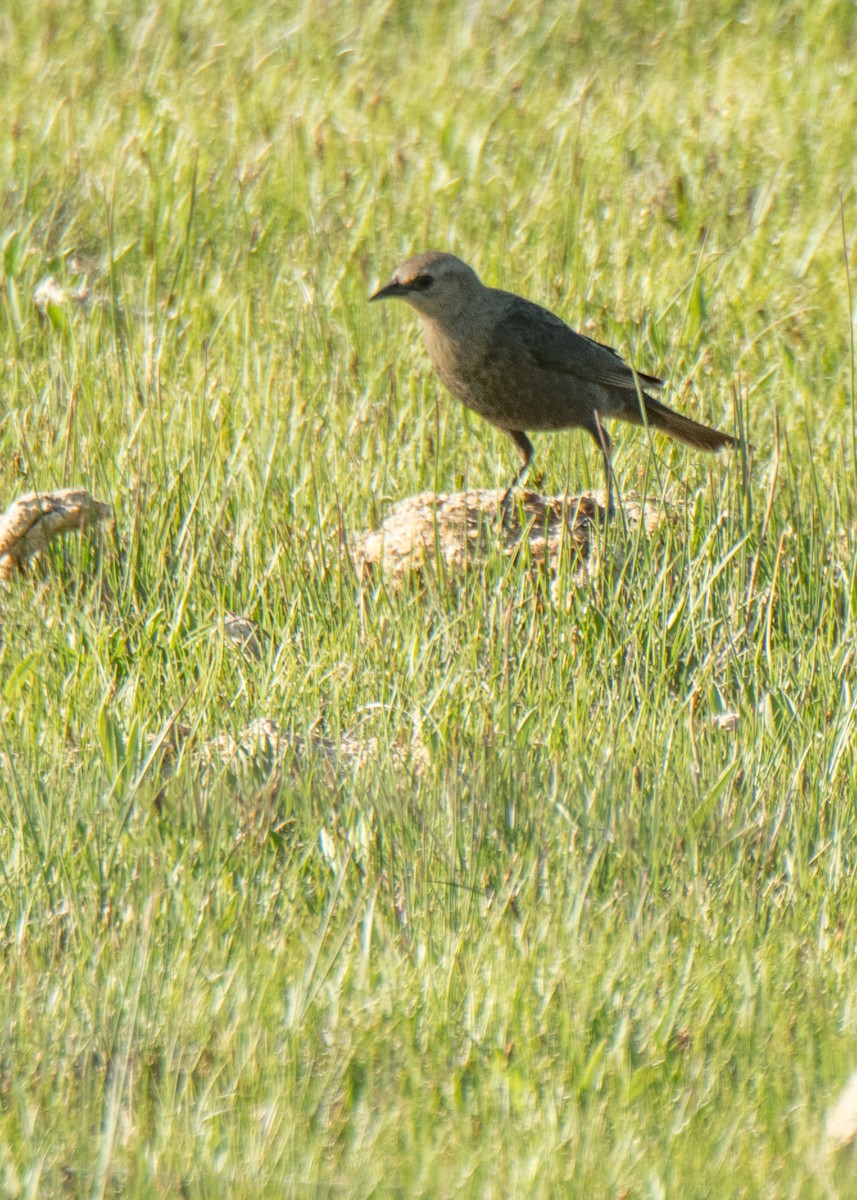 Brewer's Blackbird - ML646092011