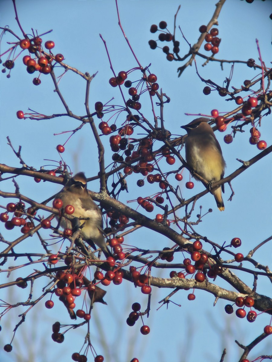 Cedar Waxwing - ML646092012