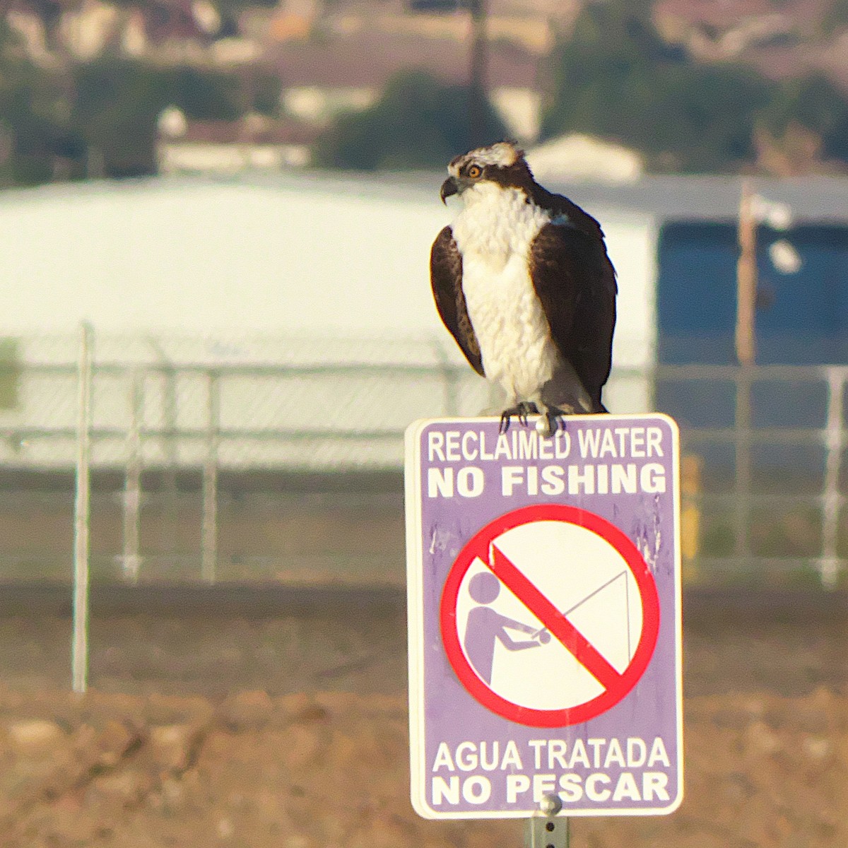 Osprey - ML646092014