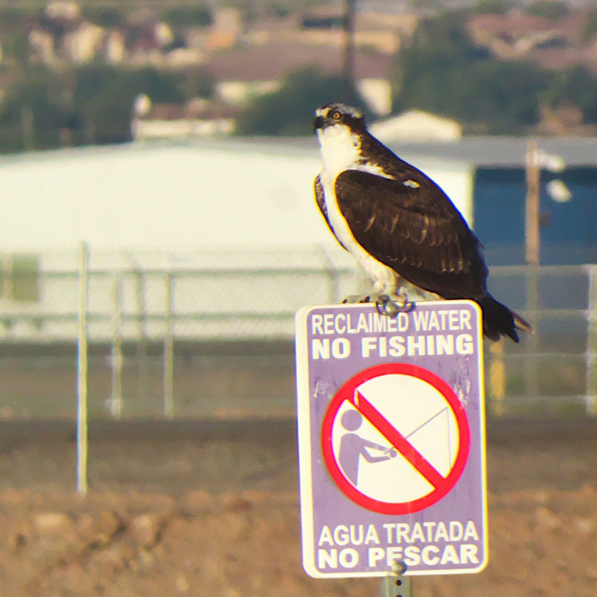 Osprey - ML646092015