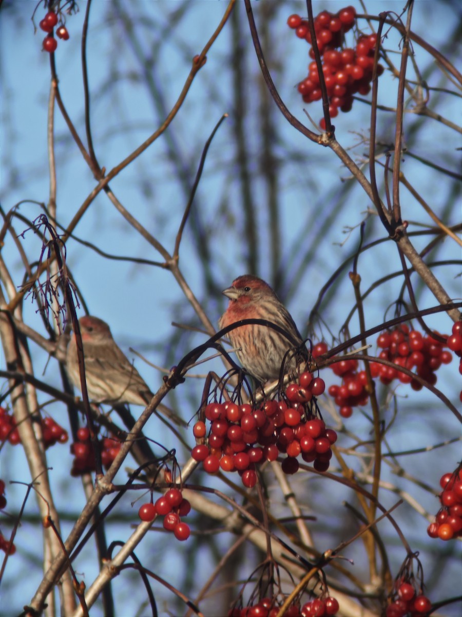 House Finch - ML646092017