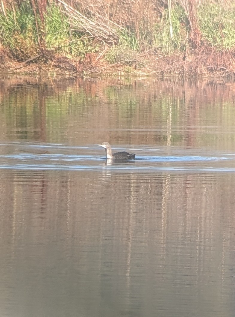 Red-throated Loon - ML646092018