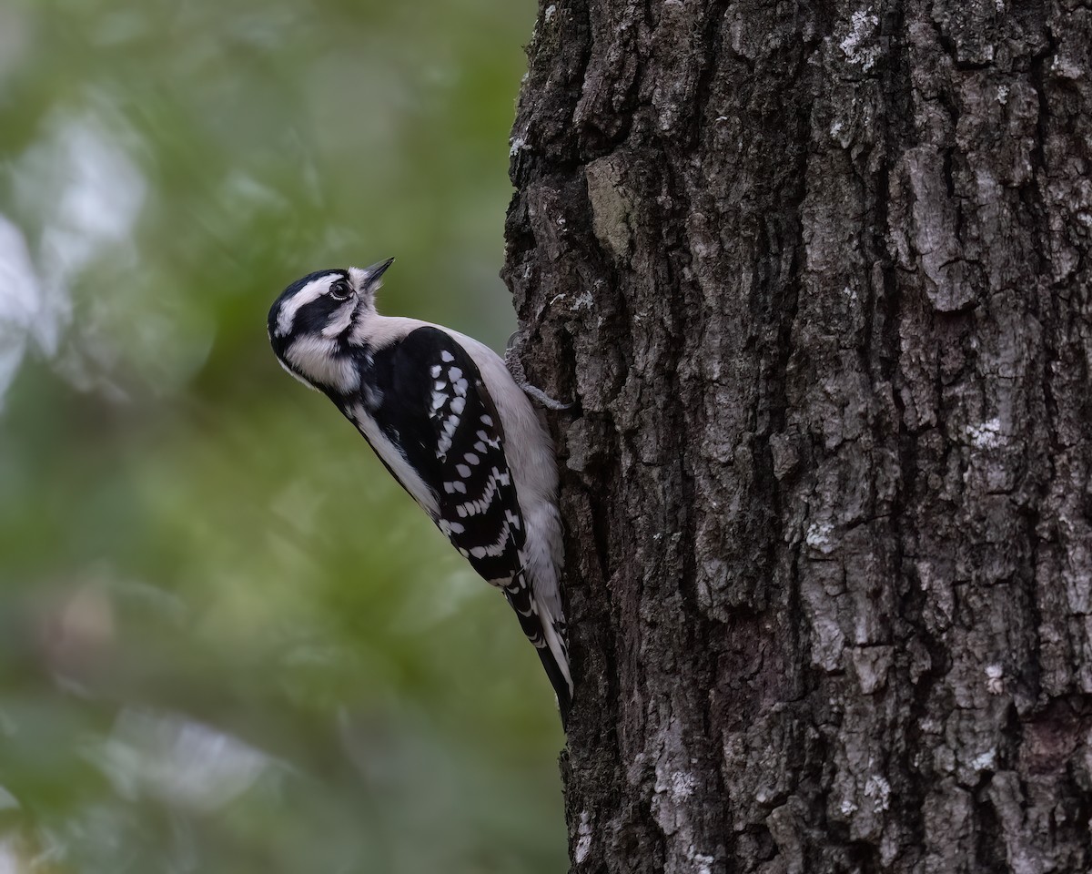 Downy Woodpecker - ML646092019