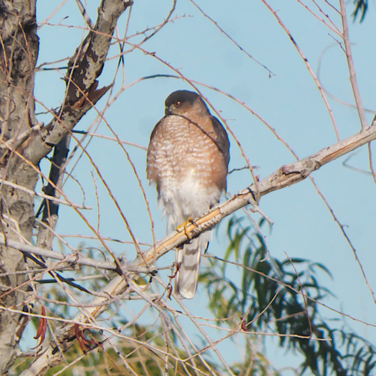 Sharp-shinned Hawk - ML646092021
