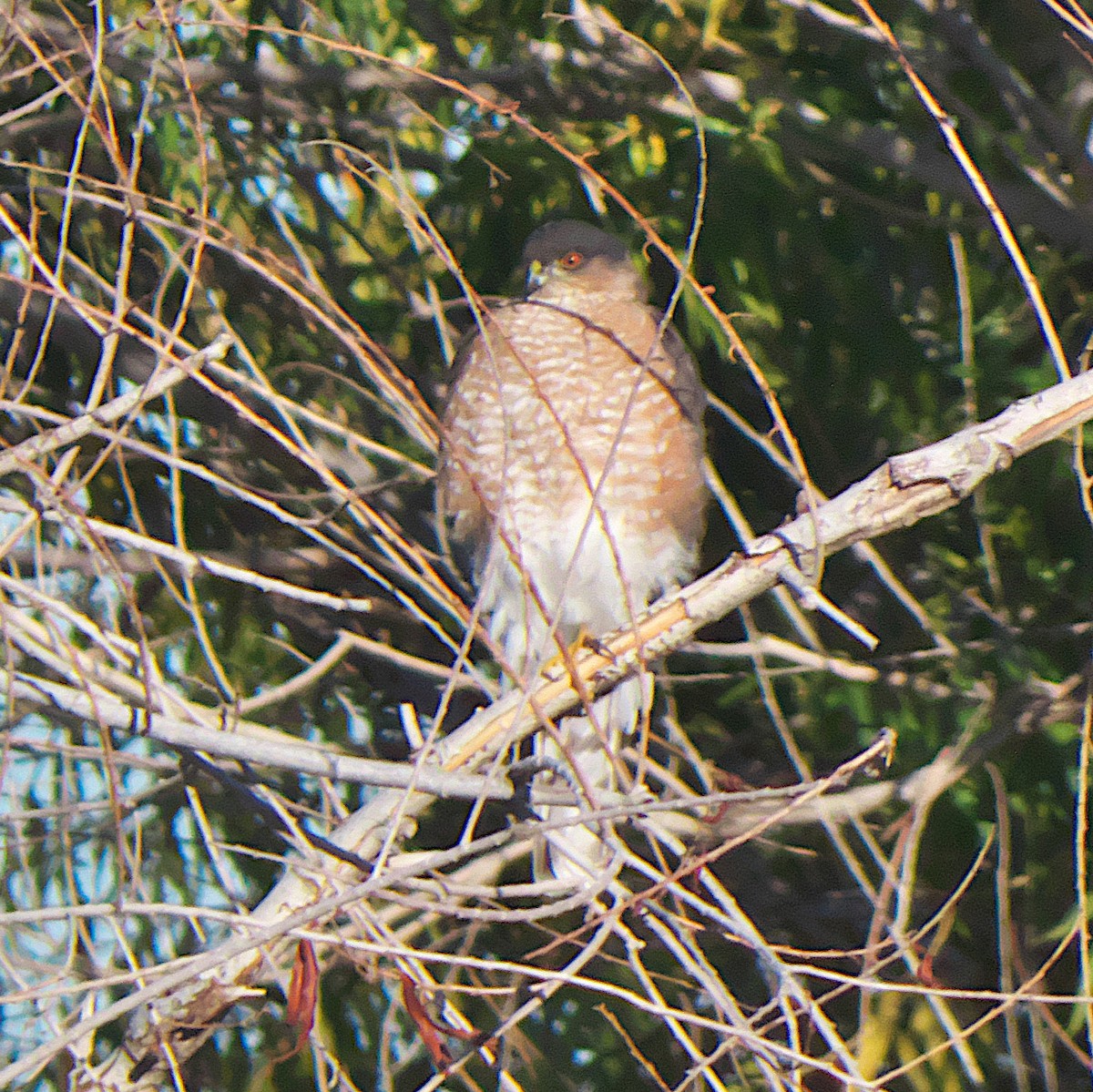 Sharp-shinned Hawk - ML646092022