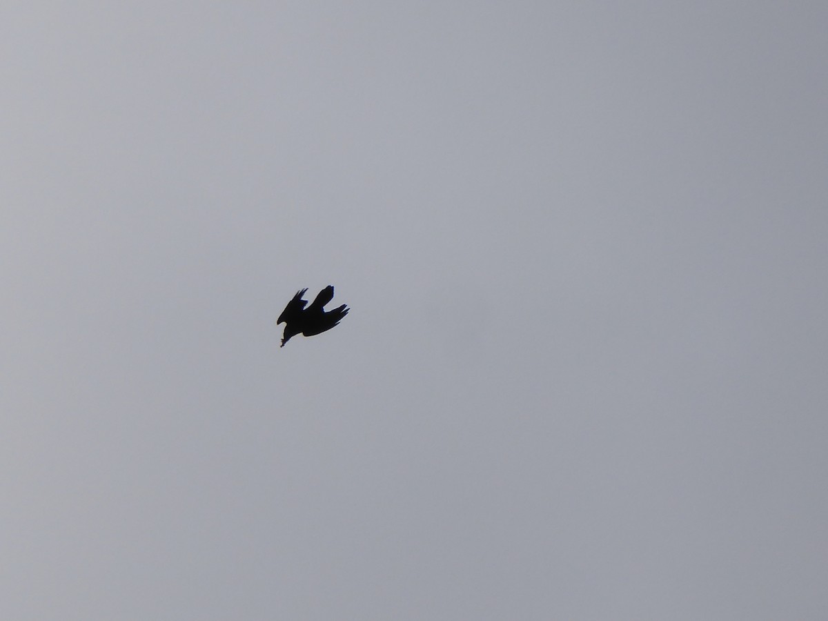 Erroi handia - ML646092024