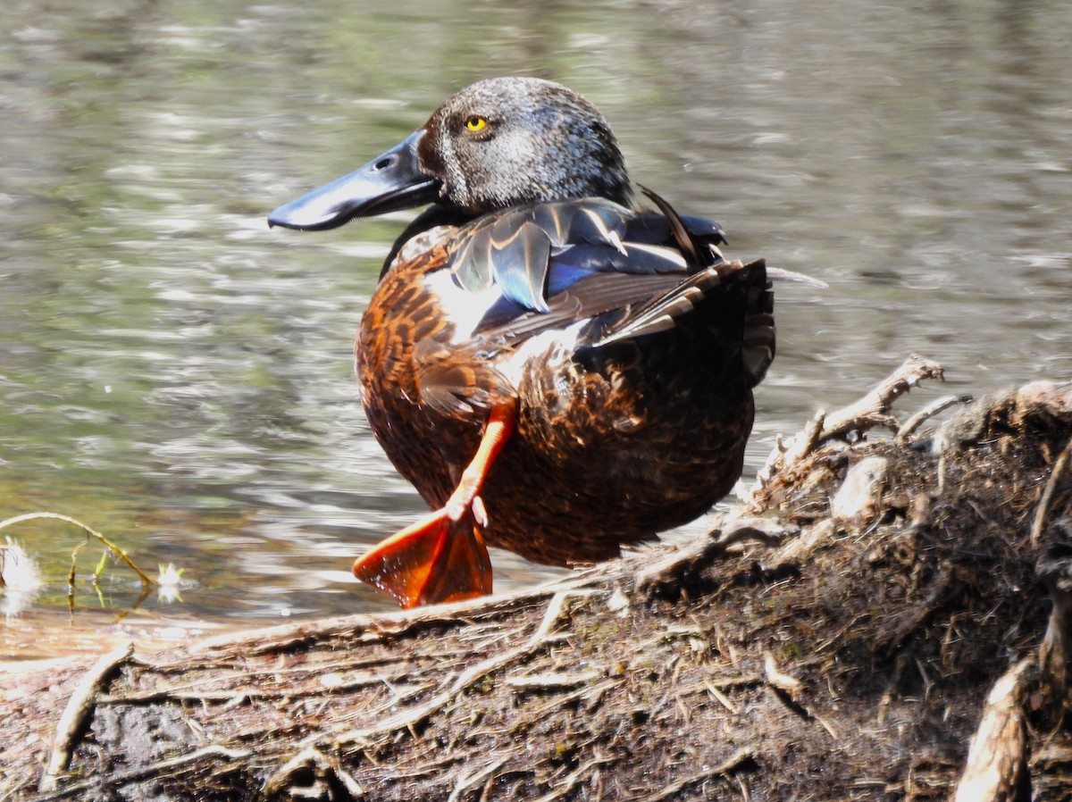 Australasian Shoveler - ML646092028