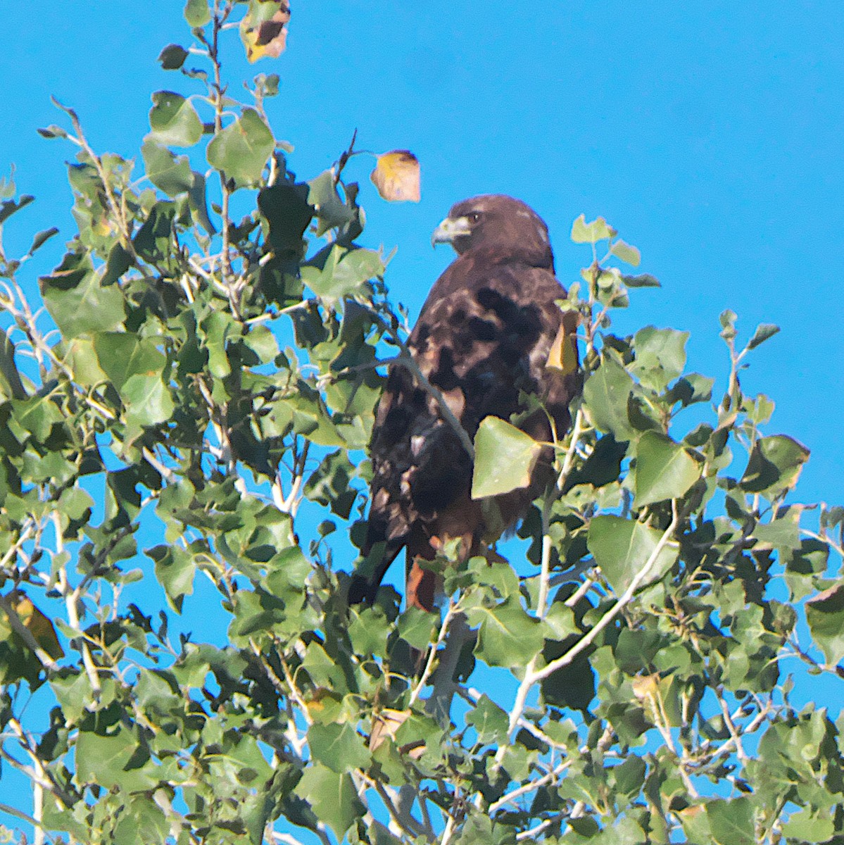 Red-tailed Hawk - ML646092043
