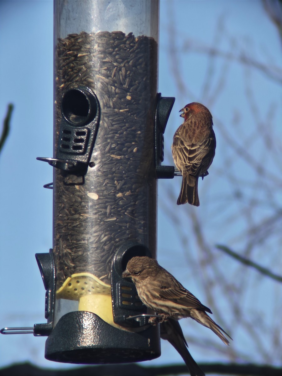 House Finch - ML646092044