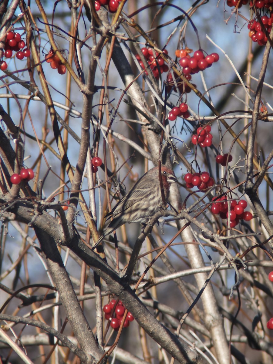 House Finch - ML646092048