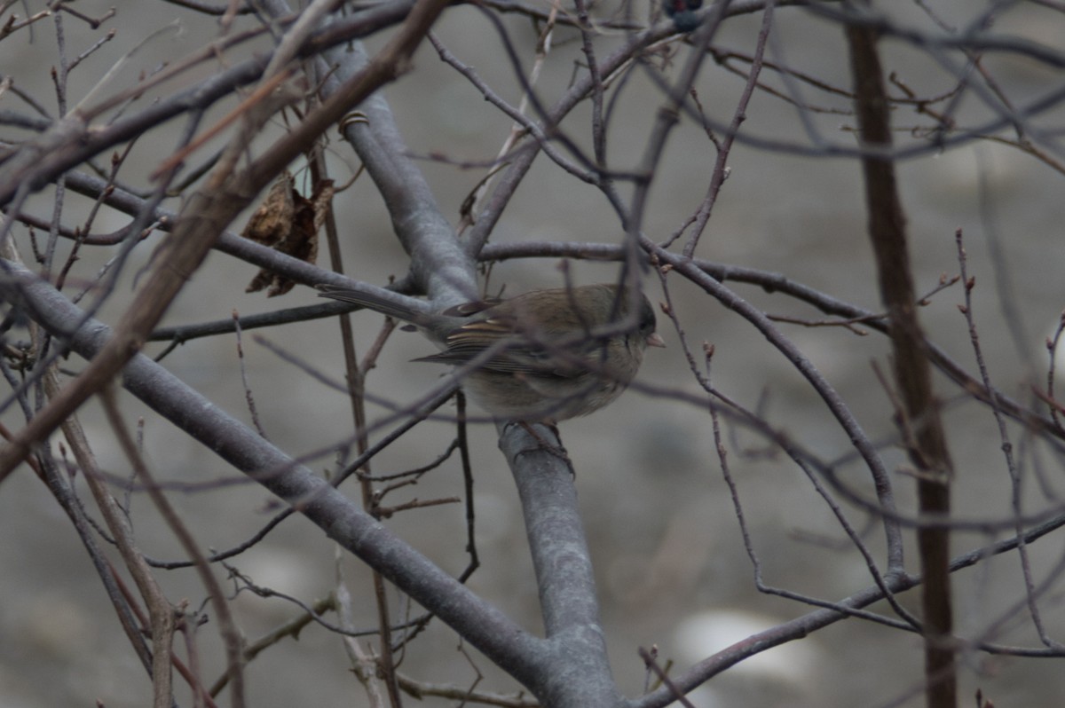 Dark-eyed Junco - ML646092052