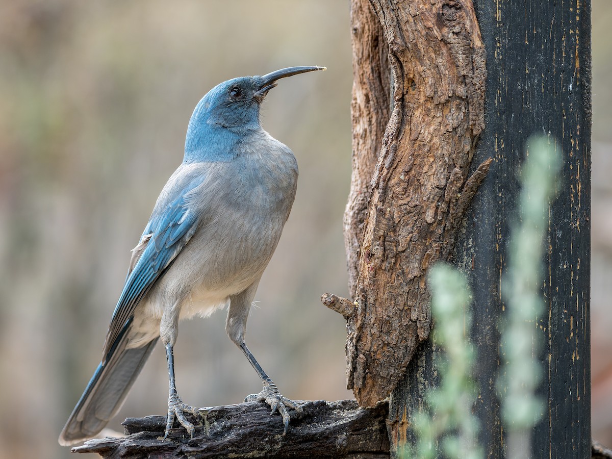 sojka mexická - ML646092074