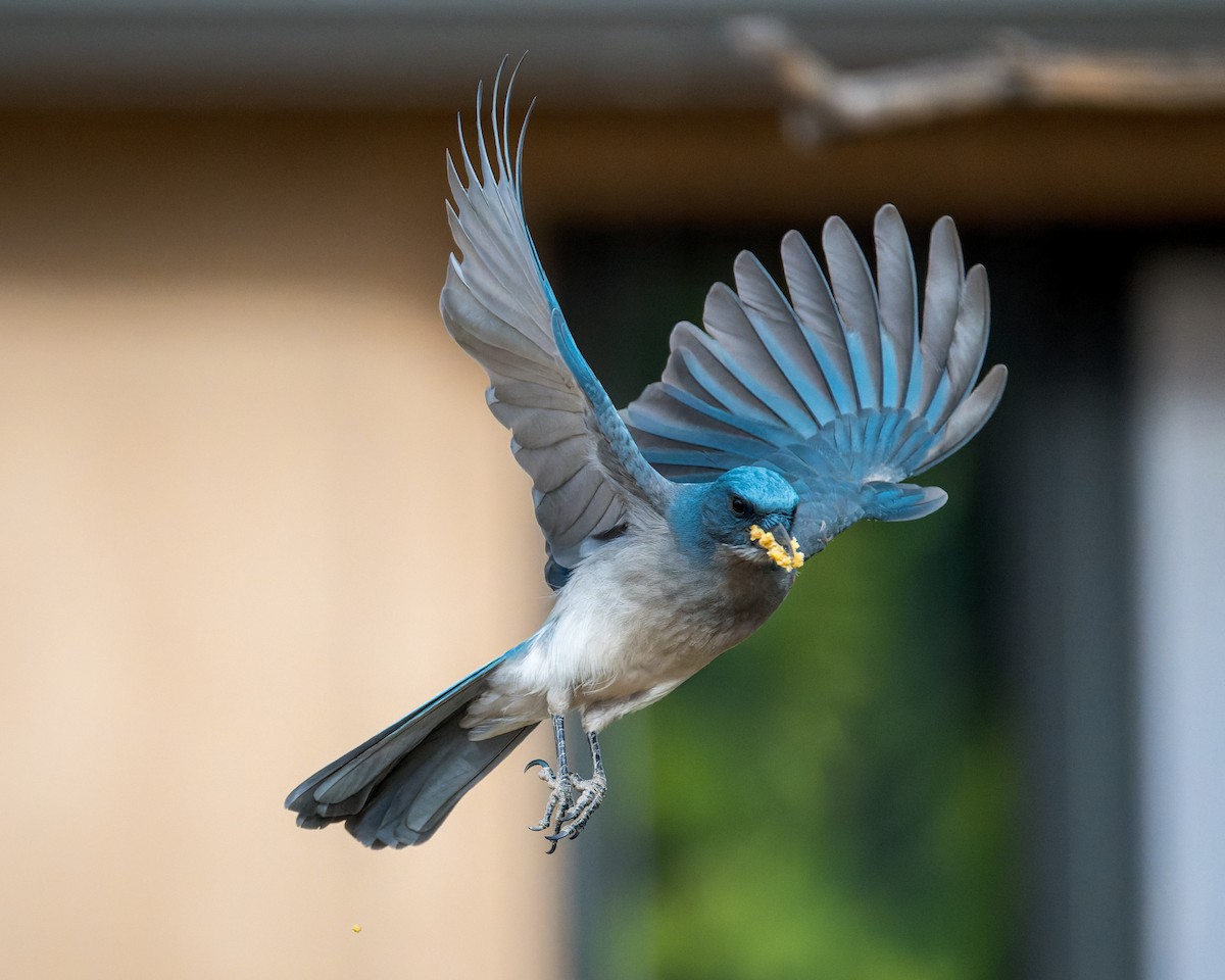 sojka mexická - ML646092075