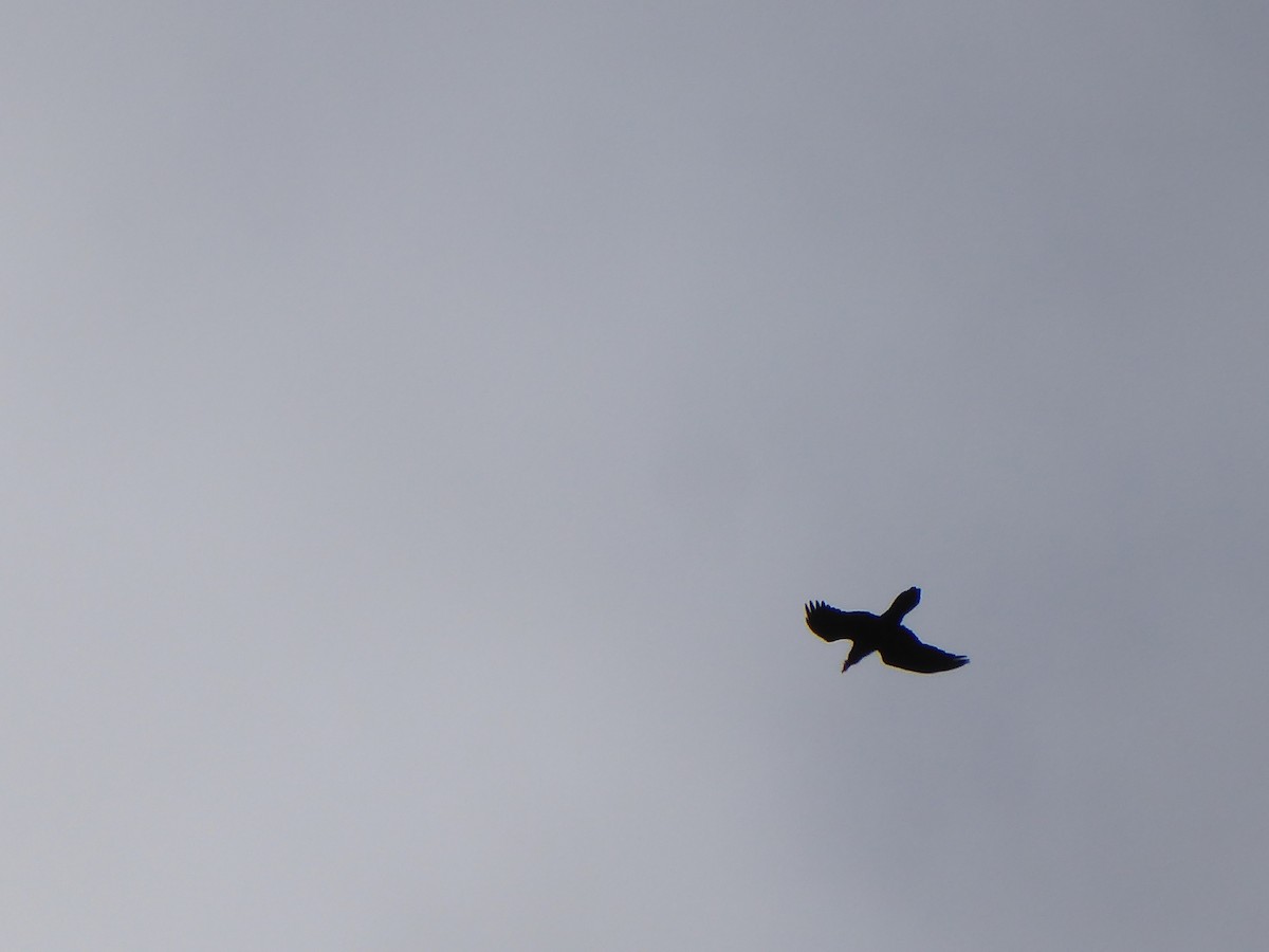 Erroi handia - ML646092077