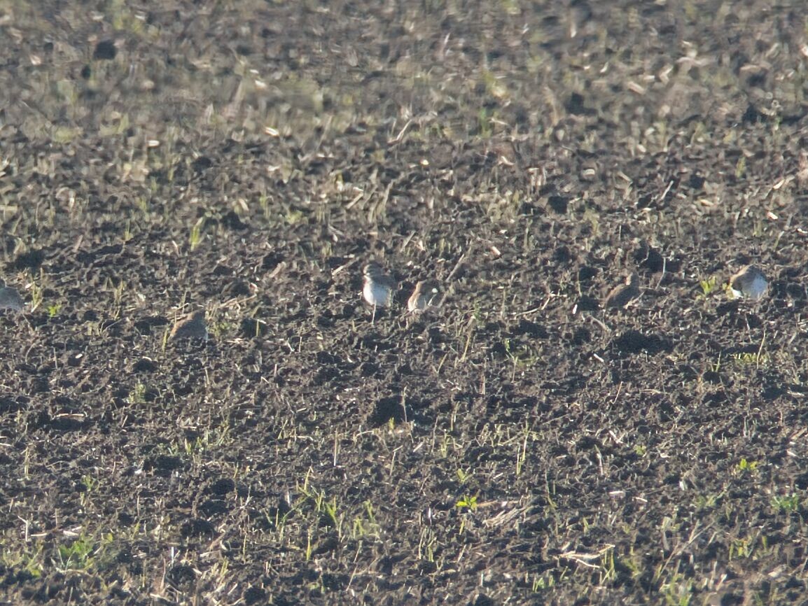 Pluvier montagnard - ML646092079