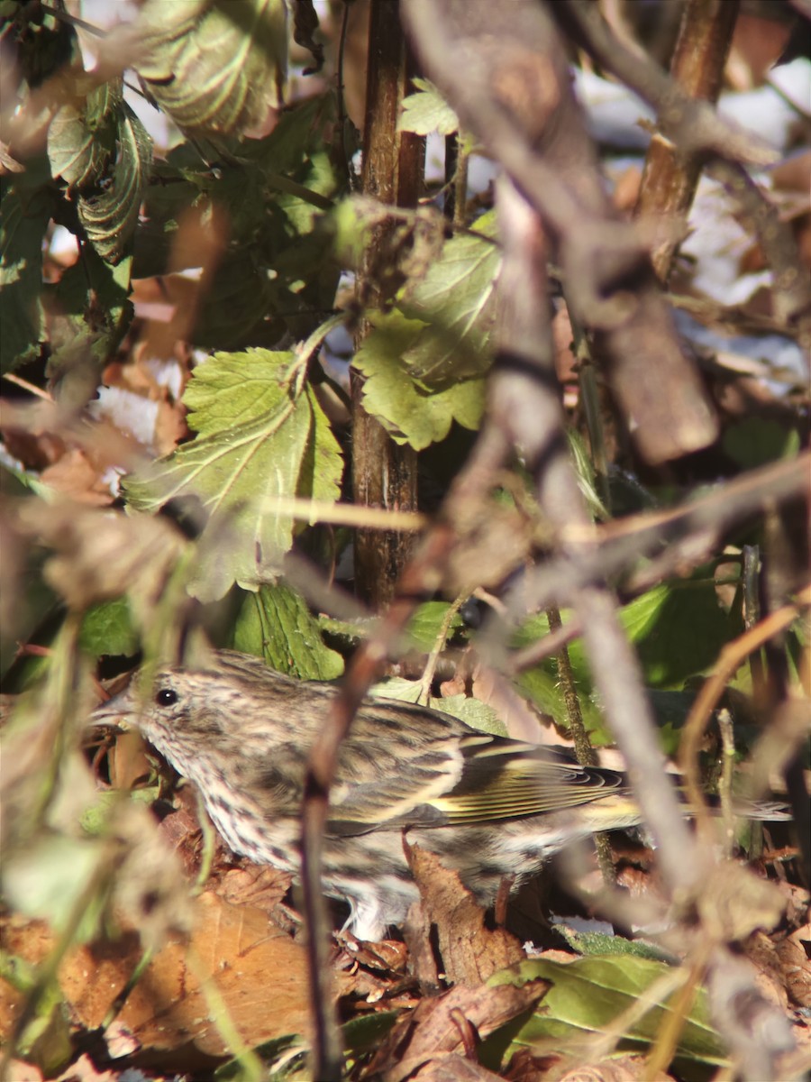 stripesisik - ML646092082