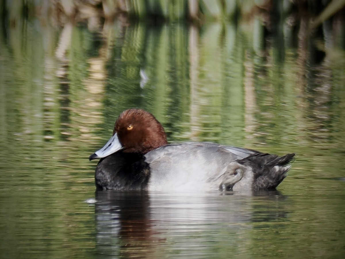 Rotkopfente - ML646092083